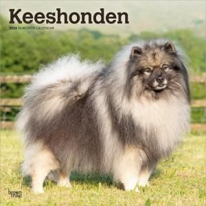 Browntroutۥ Keeshond