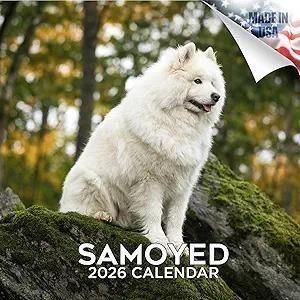 MEGA⥨ samoyed