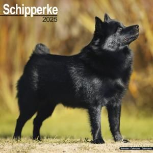 Avonsideåѡ Schipperke