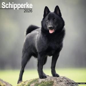 Avonsideåѡ Schipperke