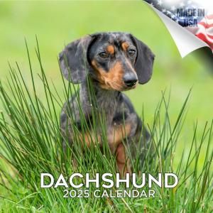MEGAåե  Dachshund