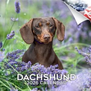 MEGA ダックスフンド カレンダー Dachshund
