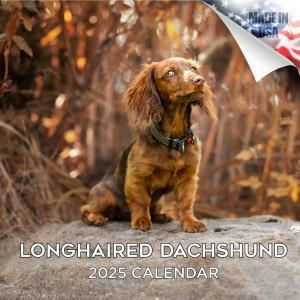MEGA󥰤إɡåե  Longhaired Dachshund