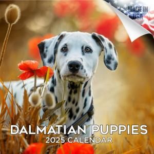 MEGA᥷ڥѥԡ Dalmatian Puppies