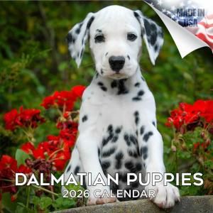 MEGA᥷ڥѥԡ Dalmatian Puppies