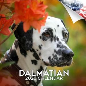 MEGA᥷ Dalmatian