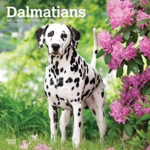 Browntrout᥷ Dalmatian