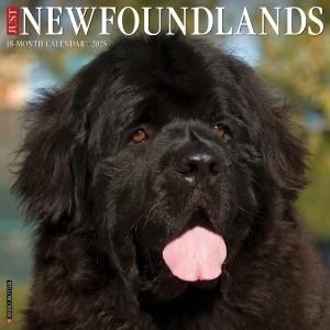 Willow Creek ˥塼եɥ  Just Newfoundlands