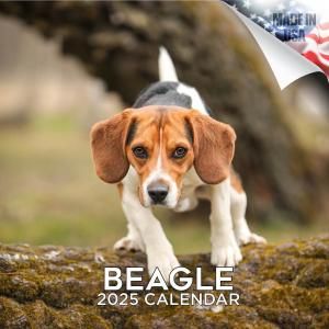 MEGABeagle ӡ롡