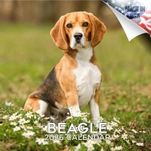 MEGABeagle ӡ롡