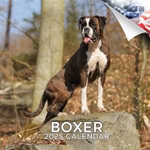 MEGA ܥ Boxer
