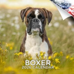 MEGA ܥ Boxer