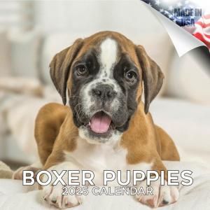 MEGA ܥ ѥԡ Boxer Puppies