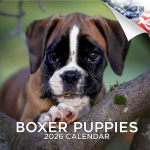 MEGA ܥ ѥԡ Boxer Puppies