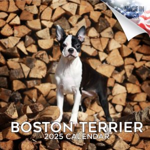 MEGAܥȥƥꥢ  boston terrier