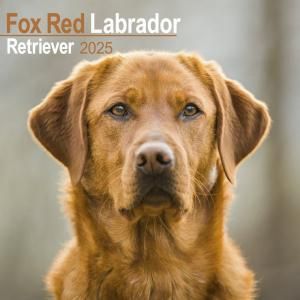 Avonsideեååɥ֥ɡȥ꡼С  Fox Red Labrador retriever