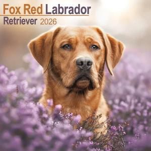 Avonsideեååɥ֥ɡȥ꡼С  Fox Red Labrador retriever