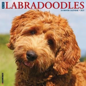 Willow Creeek֥ɥɥ JUST Labradoodles
