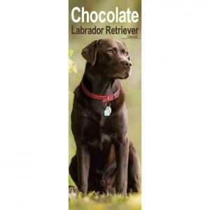 Avonside 祳֡饤󥫥 Chocolate lab