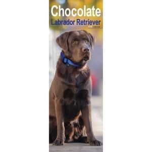 Avonside 祳֡饤󥫥 Chocolate lab