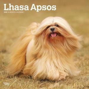 Browntrout饵ץ   Lhasa Apso