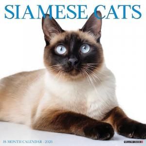 Siamese Cats ǭ Willow creek