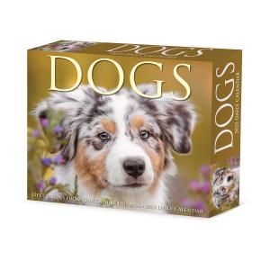 ᤯ꡡDogs  Willow Creek