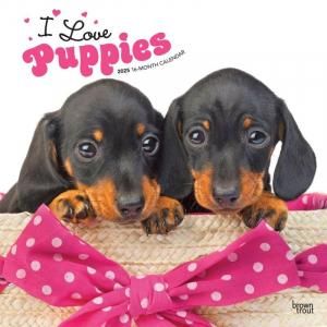 I Love Puppies ᤯ꥫ