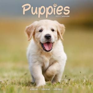 Avonside Puppies ᤯ꥫ