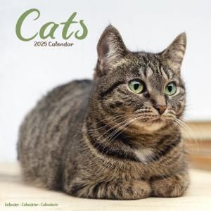 Avonside CATS 