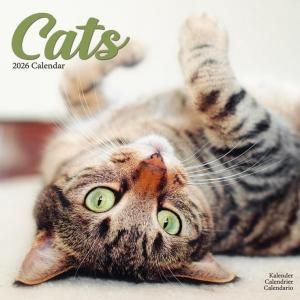Avonside CATS 