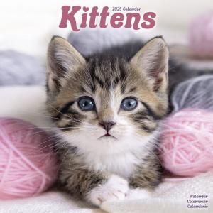 Avonside Kittens 