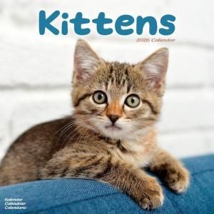 Avonside Kittens 