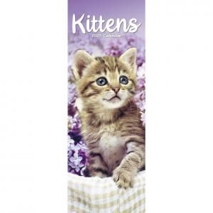 Avonside Kittens饤󥫥
