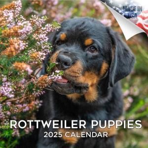 MEGAåȥ磻顼[ѥԡ] 