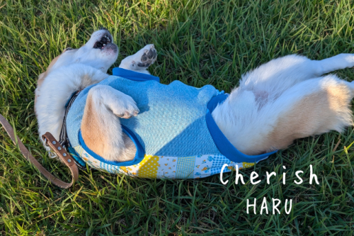 Cherish󥯥ȥåסʥֿϥor֥롼