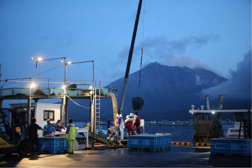 We start work at our fish farm while the sun rises in the dark sky. We feed the fish Mitsumi Suisan's original food and check the condition of fish. The first priority is to keep our greater amberjack in good physical condition.