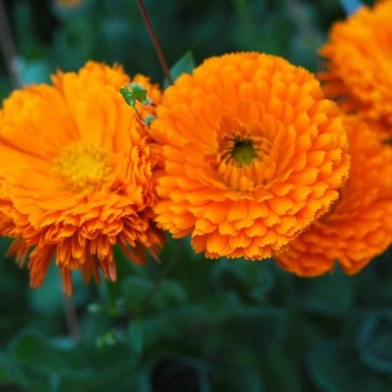 太陽のハーブオイル 】カレンデュラオイル 50mL - 天然素材を生かす