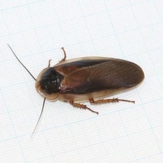 デュビア えいちれぷたいるず デュビア えいちれぷたいるず