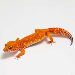 ヤモリ 九州本土のヤクヤモリ - One's habitat Blog