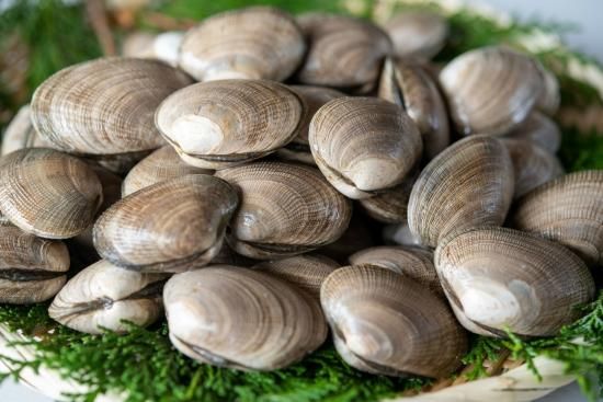 根室産 天然特大アサリ貝1kg 冷蔵 マルイチダイ大場水産株式会社 根室産 天然特大アサリ貝1kg 冷蔵 マルイチダイ大場水産株式会社