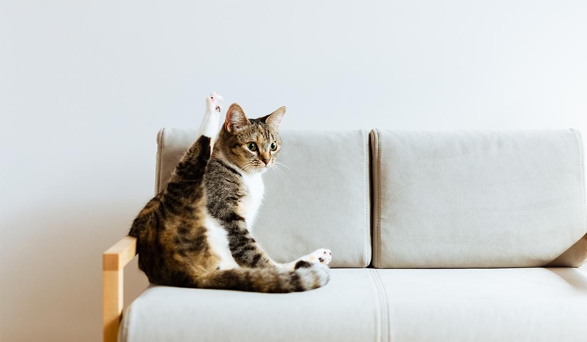 立野木材　猫家具　猫用ソファー　CLANK Cat sofa クランク キャットソファ CLANK Cat sofa（ネコソファ）