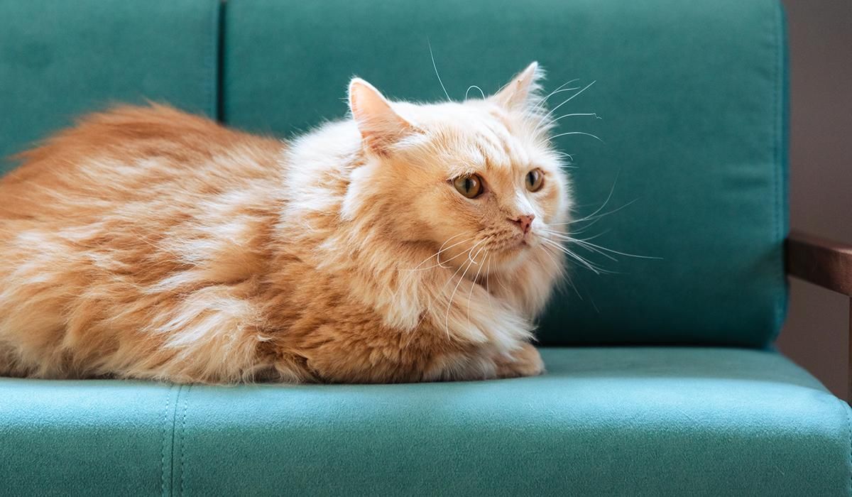 クランク キャットソファ CLANK Cat sofa（ネコソファ）