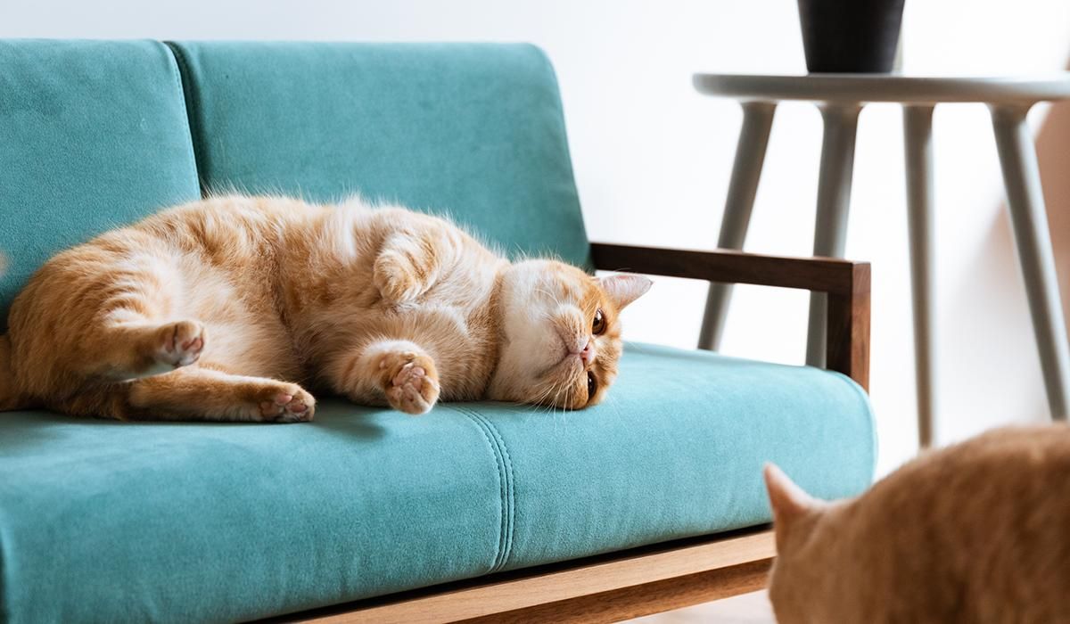 立野木材　猫家具　猫用ソファー　CLANK Cat sofa CLANK Cat sofa | 立野木材工芸 | 【公式】国産家具メーカー Tateno