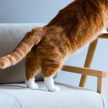 CLANK Cat sofa cover
