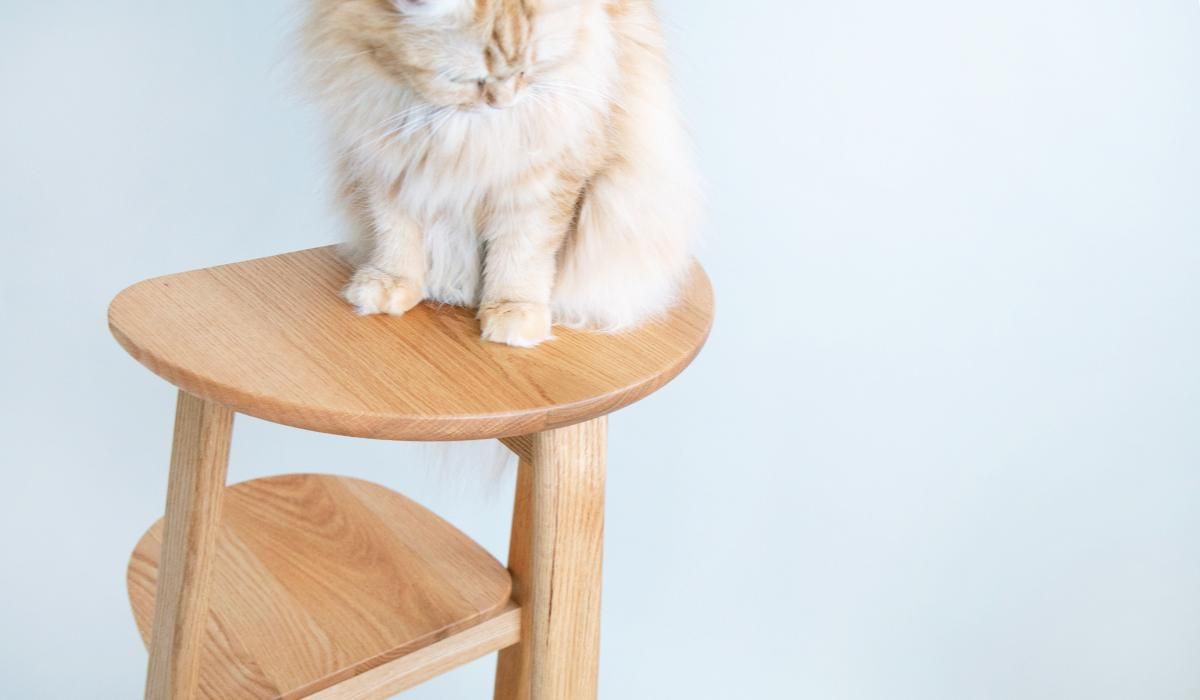 キャットステップ Cat step（RONRONNER）