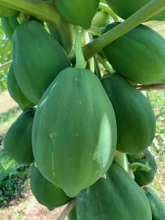 ͭJASǧ  ĥѥѥ 3ۤξʲ