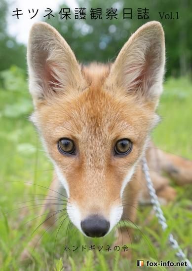 キツネポストカードセット第三弾「野生のキツネ(冬の北海道