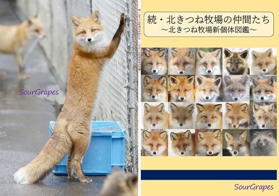 北のきつね⁂プロフィールご一読下さい⁂ 続・北きつね牧場の仲間たち ～北きつね牧場新個体図鑑～ | 北