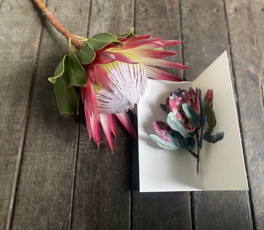 Urania 動物・植物百科事典 全8巻セット ENCYCLOPEDIA OF FLOWERS Ⅵ 植物図鑑 – 青幻舎オンラインショップ